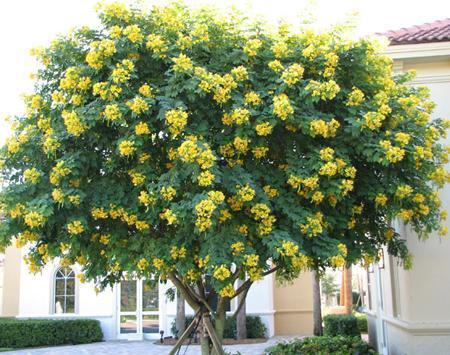 Cassia Siamea