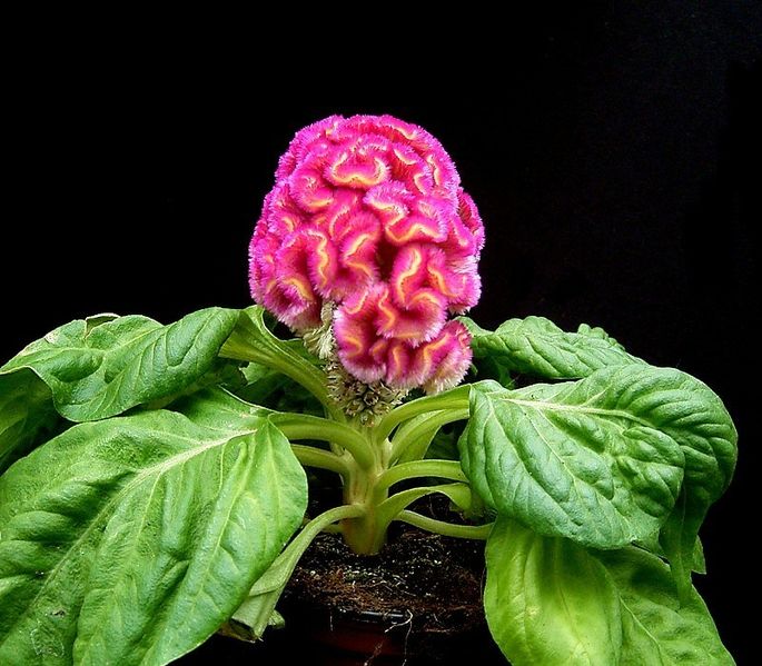 Celosia Argentia