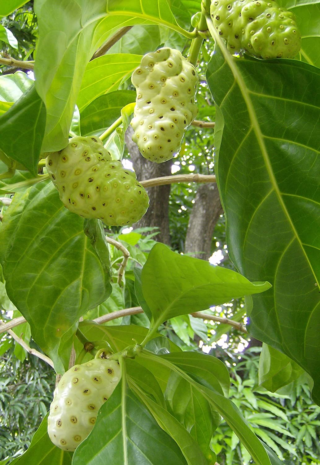 Cheese Fruit