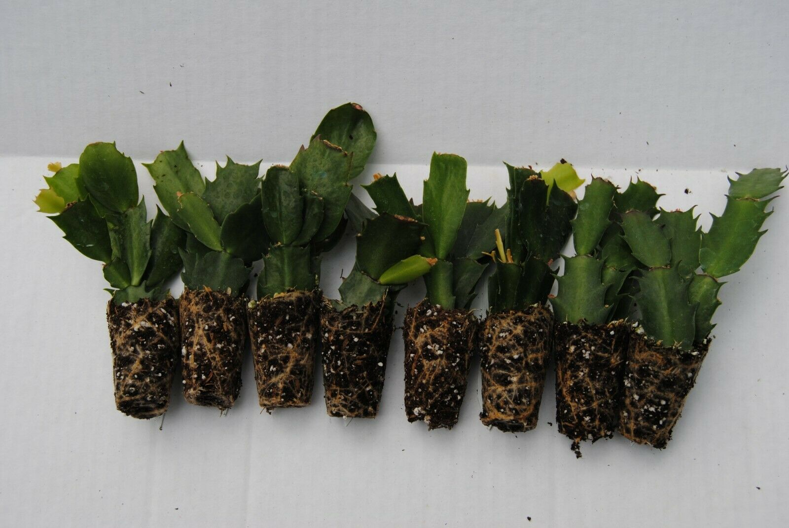 Christmas Cactus