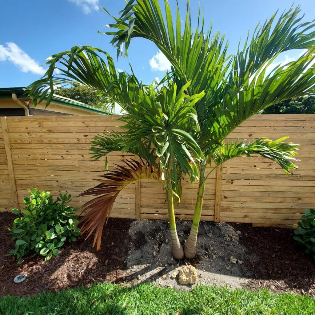 Christmas Palm