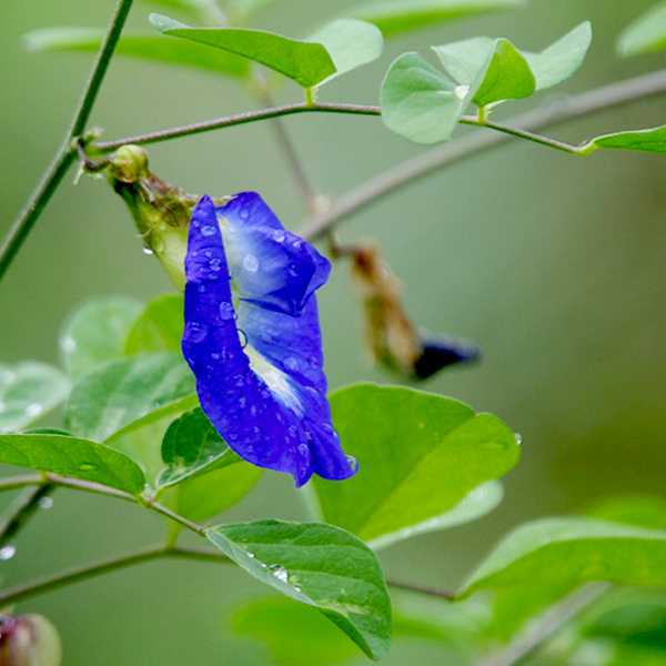 Clitoria Ternatea