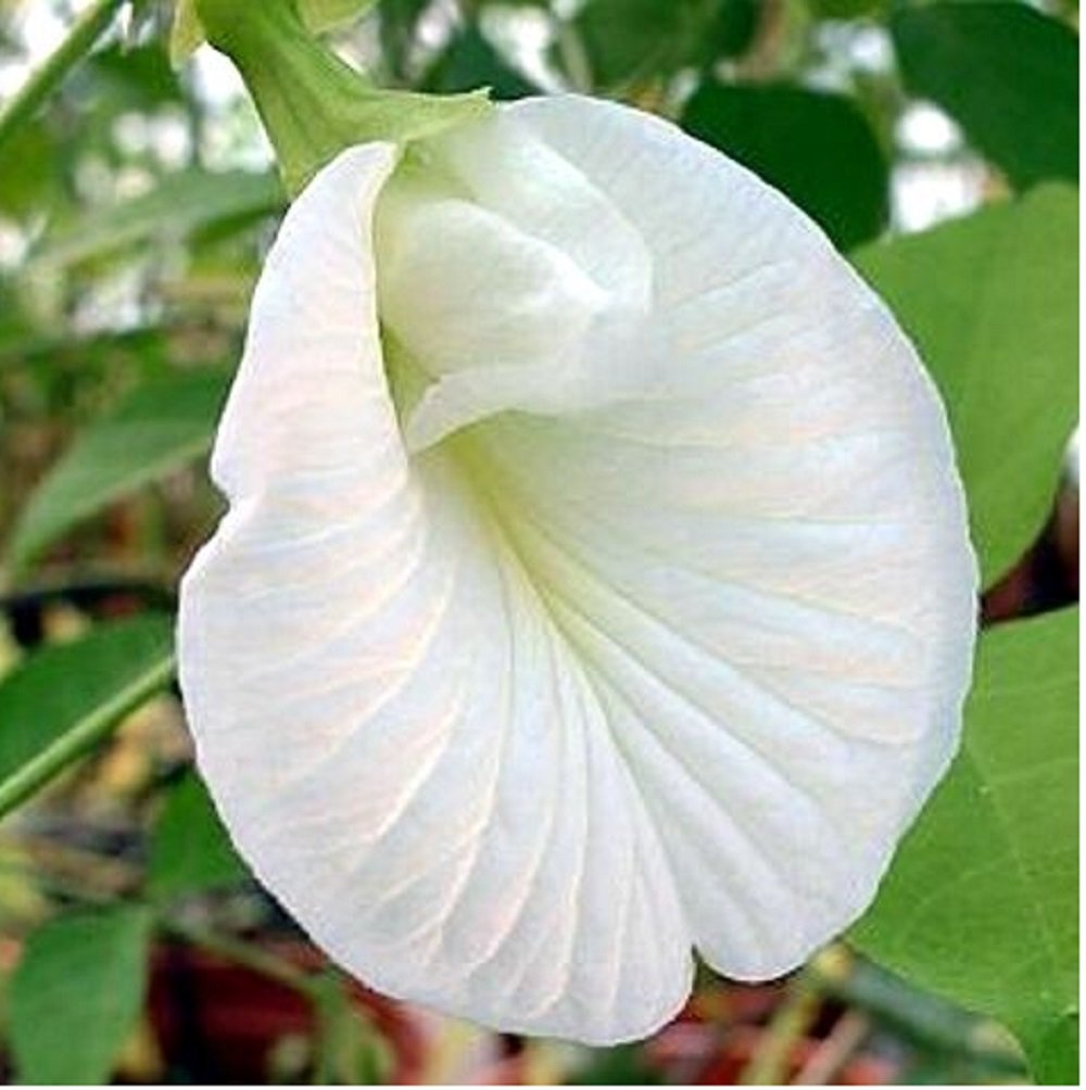 Clitoria Ternatea