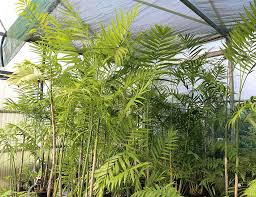 Cluster Palm