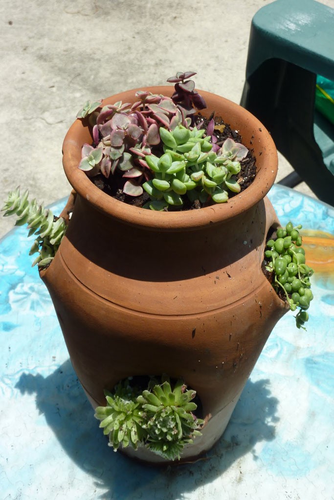 Coleus coerulescens