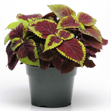 Coleus (Green)