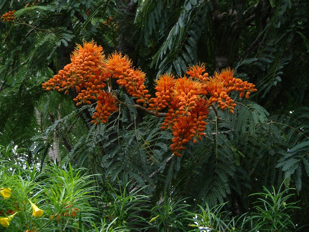 Colvillea Racemosa