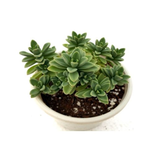 Corpuscularia lehmannii - Succulent Plant