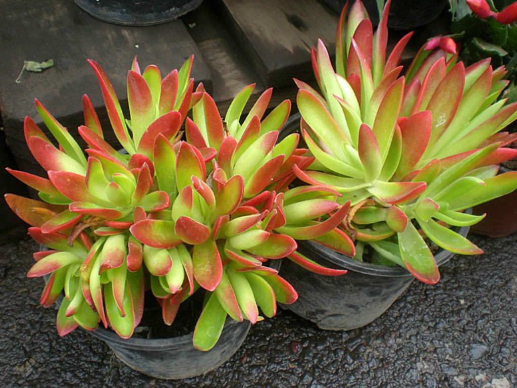 Crassula Campfire - Succulent Plant