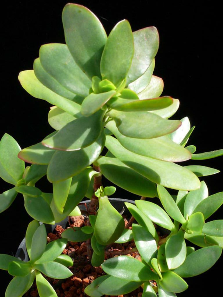 Crassula cultrata - Succulent Plant
