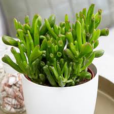 Crassula Hobbit - Succulent Plant