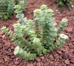 Crassula perforata