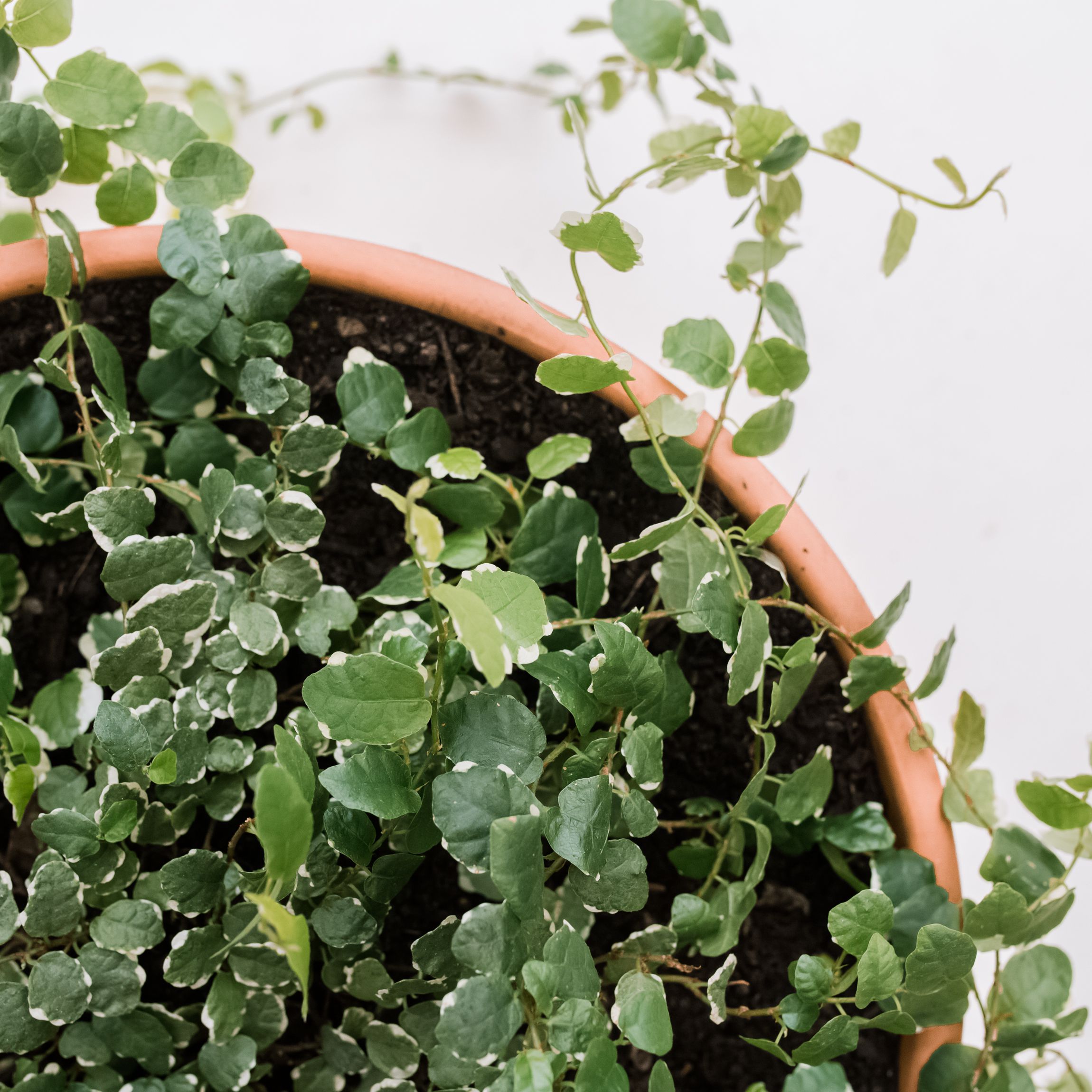 Creeping fig Plant