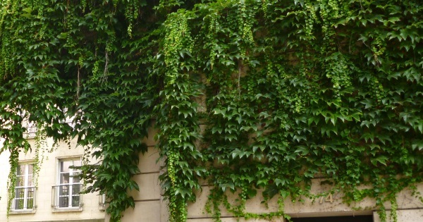 Curtain creeper