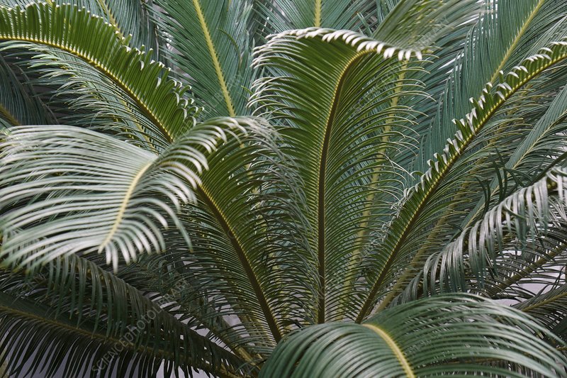 Cycas Revoluta