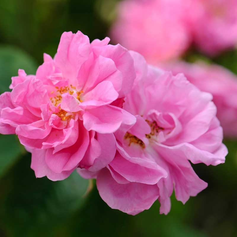 Damascus Rose