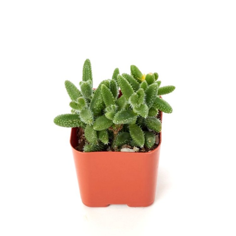 Delosperma pruinosum