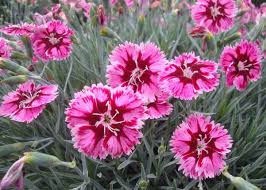 Dianthus caryophyllus