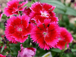 Dianthus (Red)
