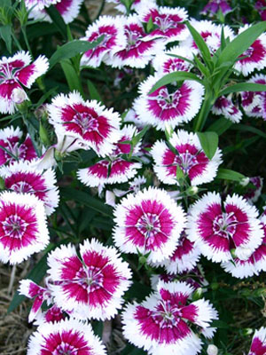 Dianthus