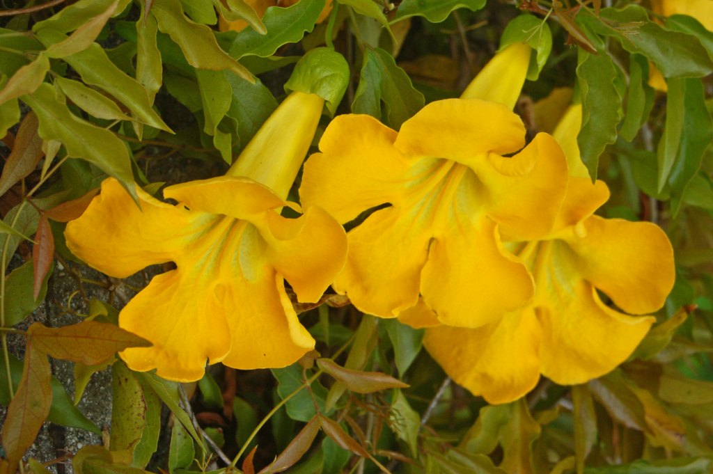 Dolichandra Unguis