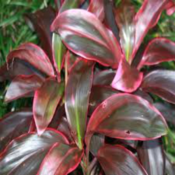 Dracaena Mysore Ruby