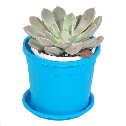 Echeveria big lotus