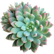 Echeveria blue