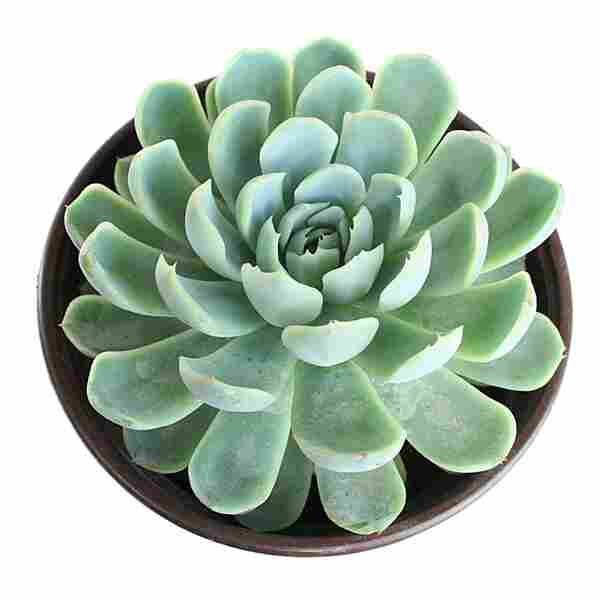 Echeveria daldia
