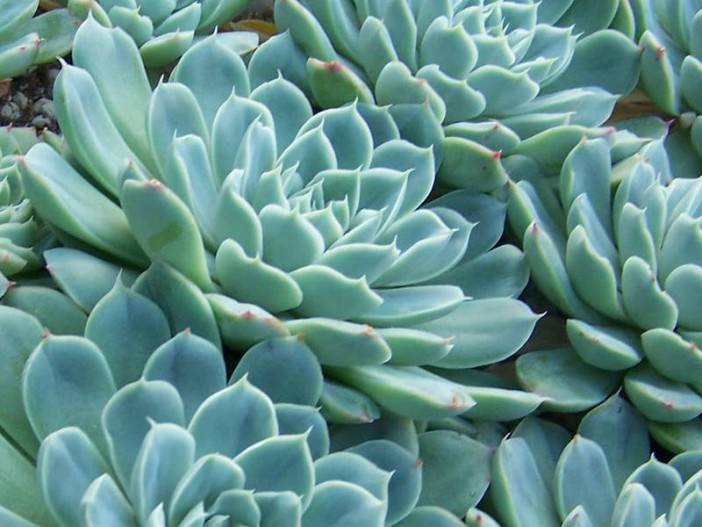 Echeveria elegans Rose