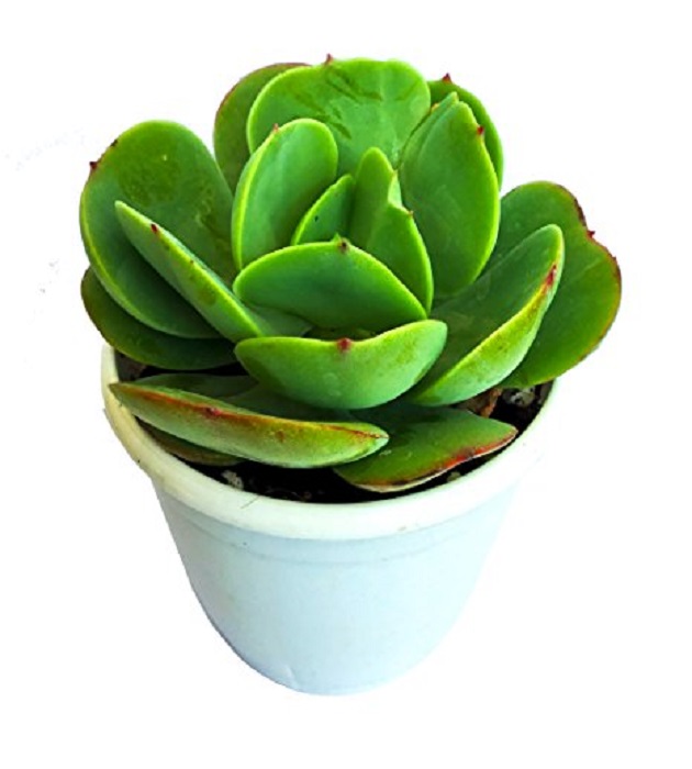 Echeveria green spoon