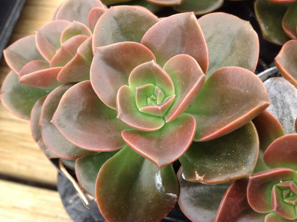 Echeveria Melaco