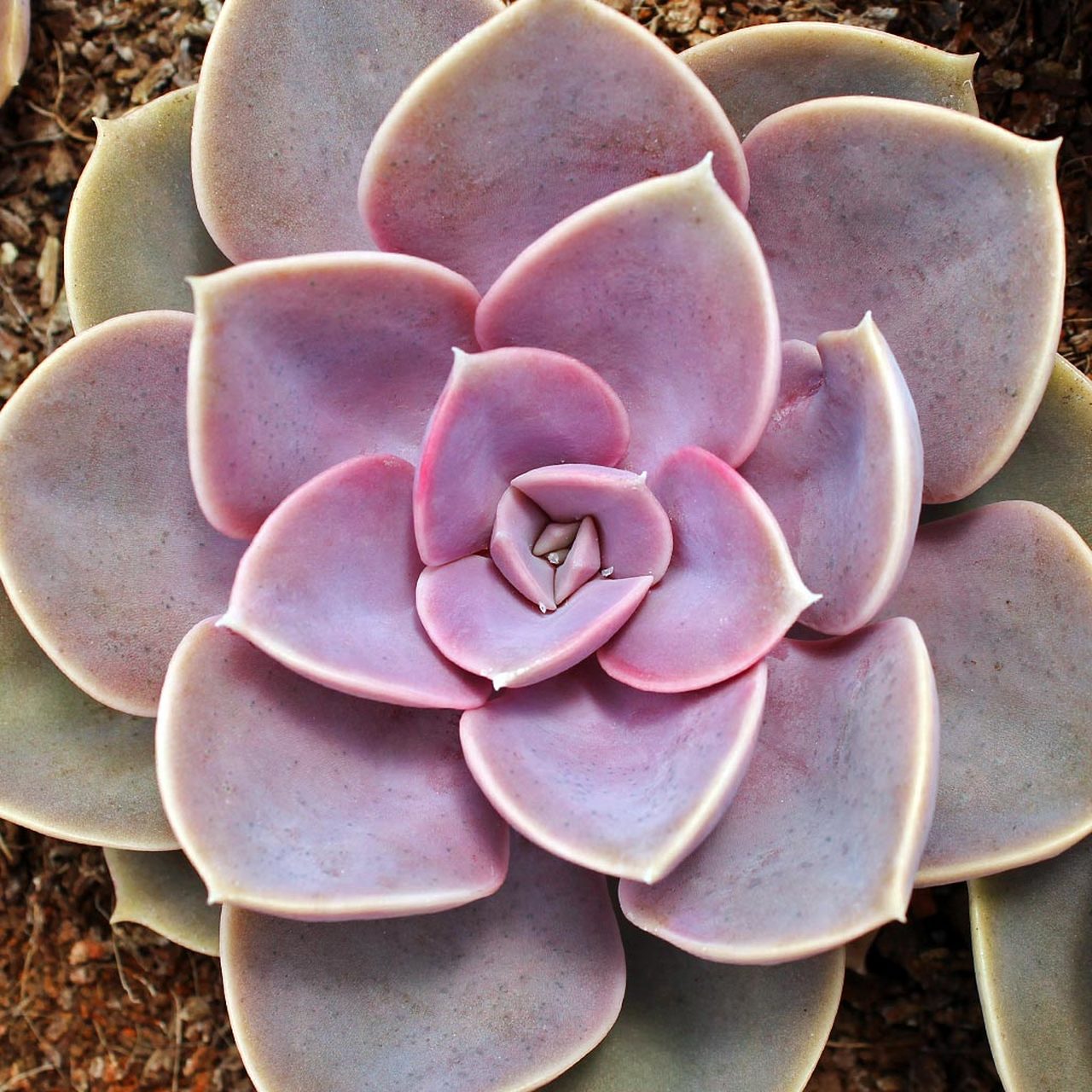 Echeveria Perle Von Nurnberg