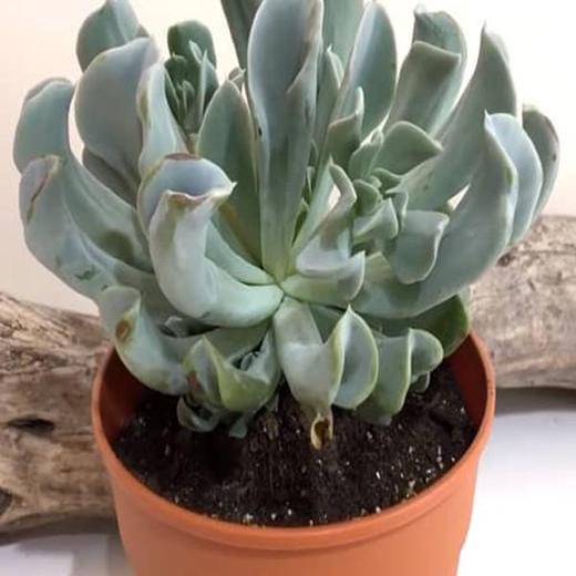 Echeveria runyonii