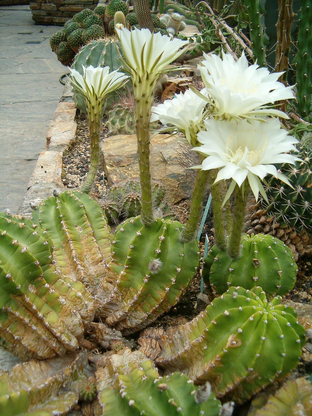 Echinopsis species