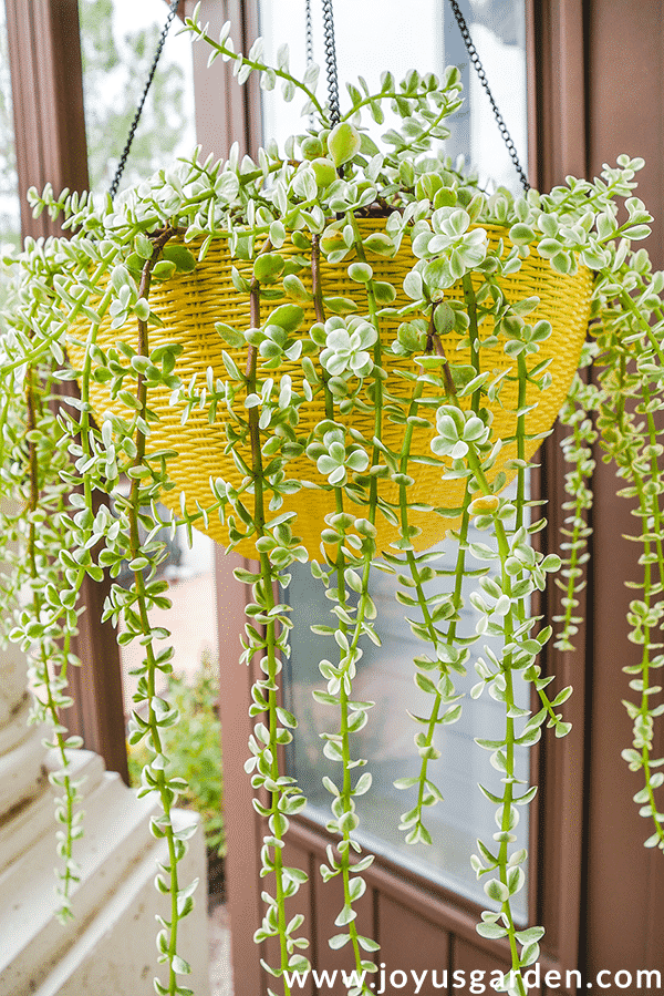 Elephant bush