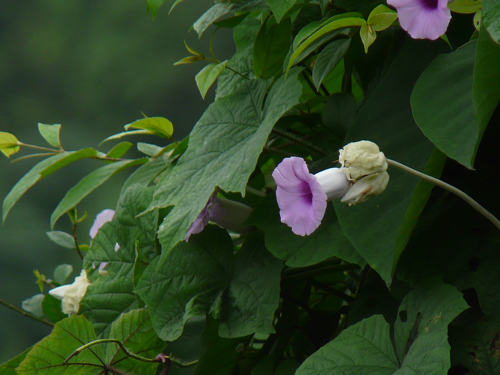 Elephant Creeper