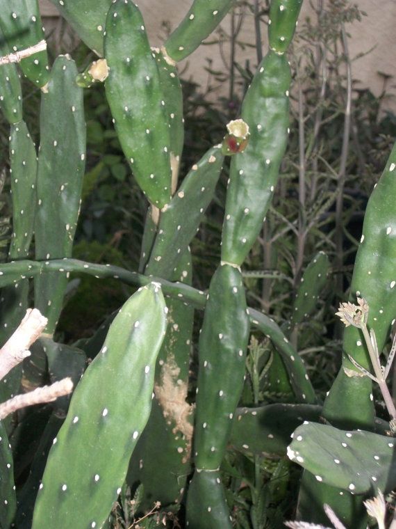 Elongated Opuntia