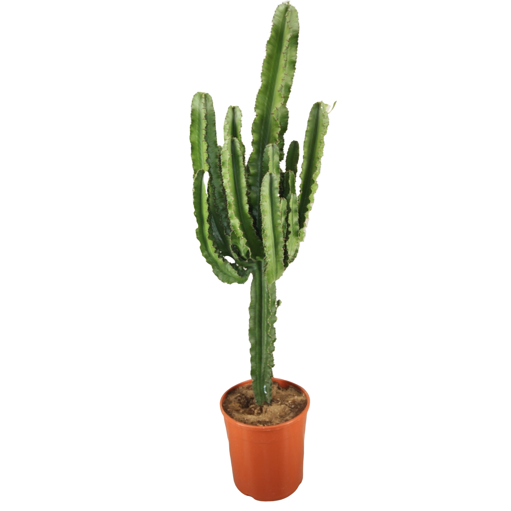Euphorbia ingens
