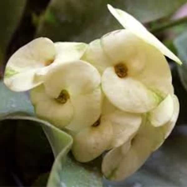 Euphorbia (Ivory White)