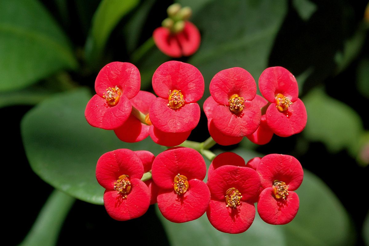 Euphorbia milli (Red)