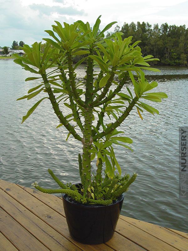 Euphorbia neriifolia