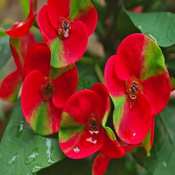 Euphorbia (Pink - Green)
