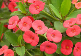 Euphorbia (Red)