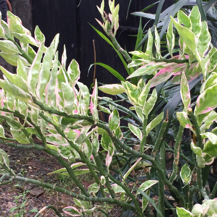 Euphorbia tithymaloides