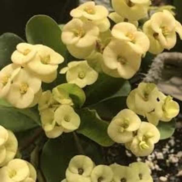 Euphorbia (Yellow)