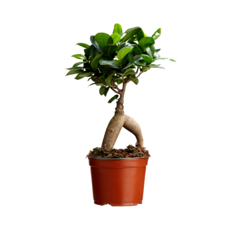 Ficus 100 gms