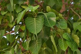Ficus Amplissima