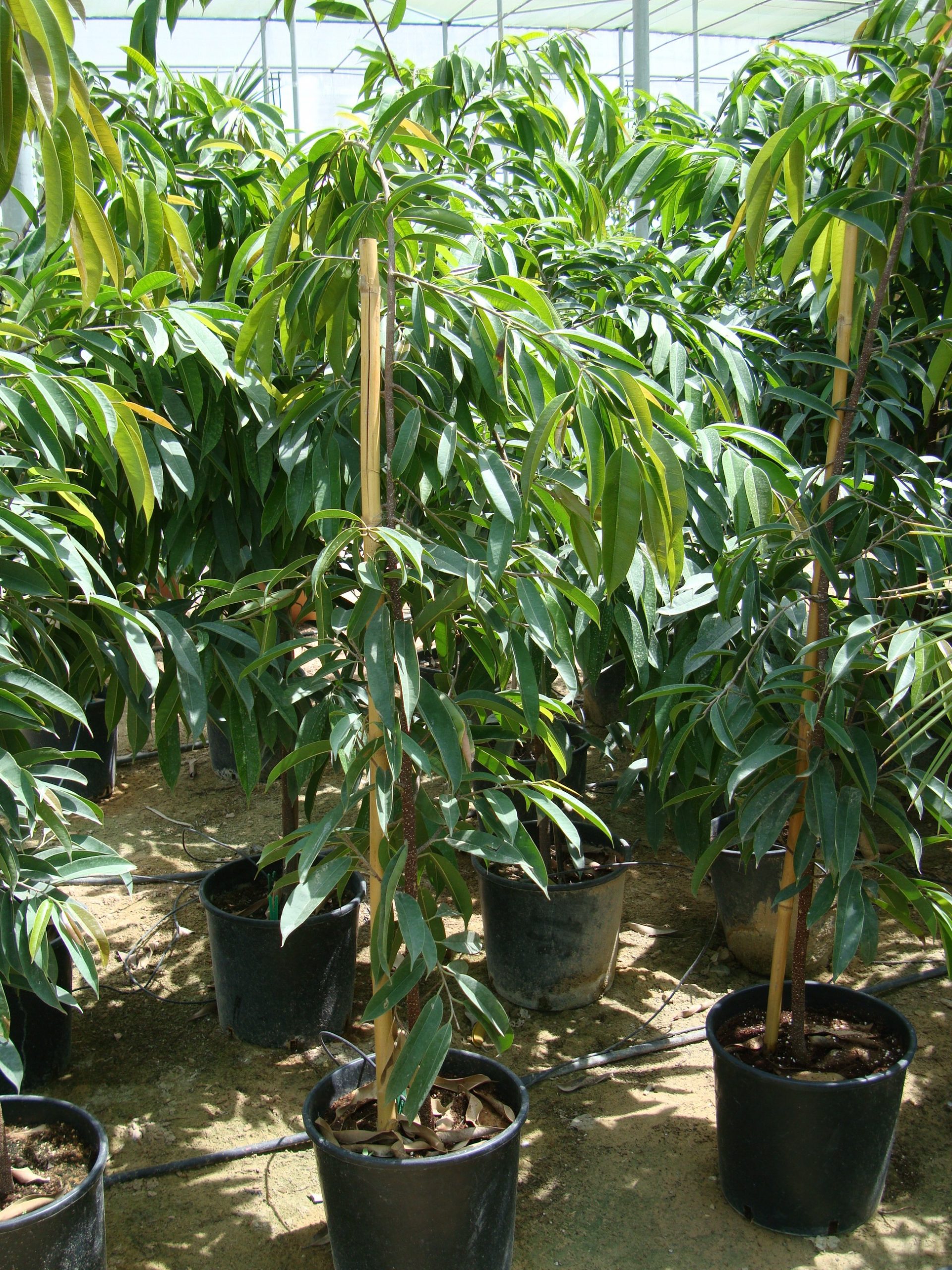 Ficus Amstel