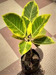 Ficus Benghalensis Variegata